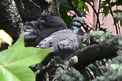 Columba oenas
