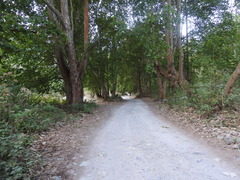 Platanus mexicana
