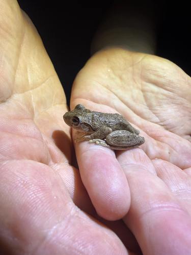Litoria rothii observed 2026-09-26