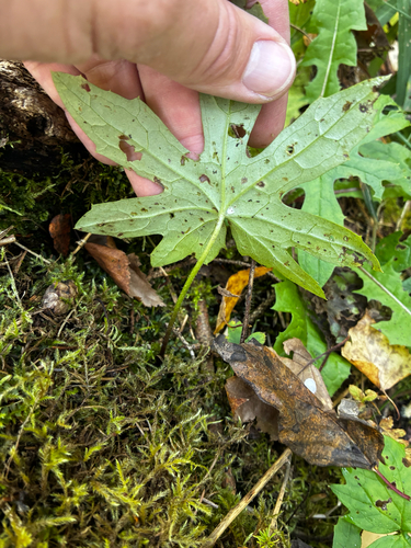 Petasites frigidus, photograph 2