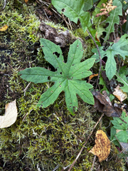 Petasites frigidus