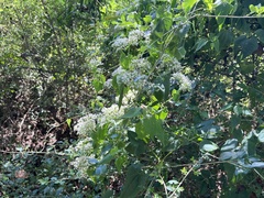 Mikania scandens