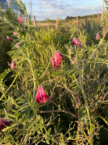 reddish tufted vetch