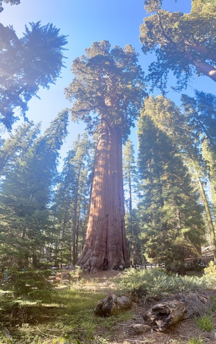 Sequoiadendron giganteum
