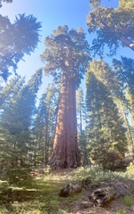 Sequoiadendron giganteum