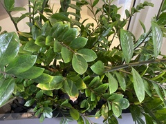 Zamioculcas