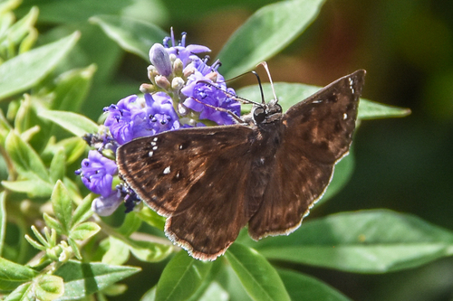 Horace's Duskywing photo 4