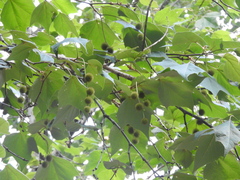 Platanus mexicana