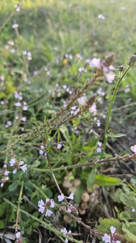 Common vervain