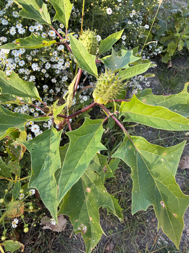 jimsonweed