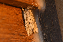 Lithophane disposita