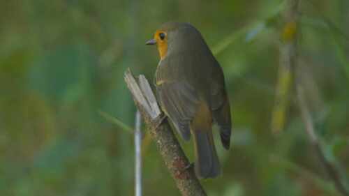 European Robin