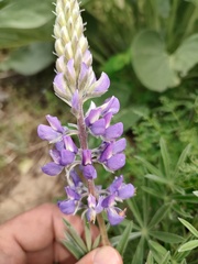 Lupinus sericeus, photograph author not stated, no rights reserved