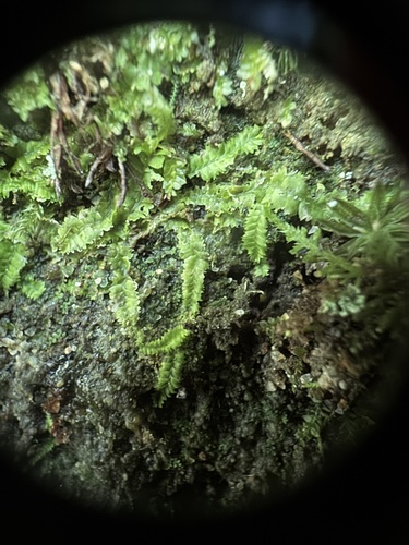 Geocalyx graveolens, 2026-09-26