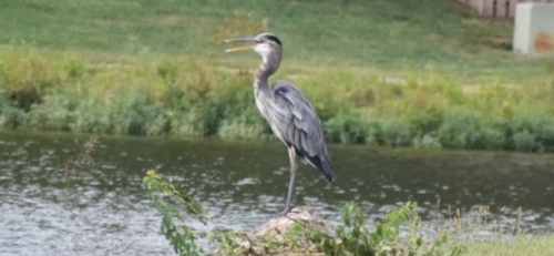 Great Blue Heron