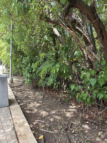 Albizia procera observed 2026-09-26