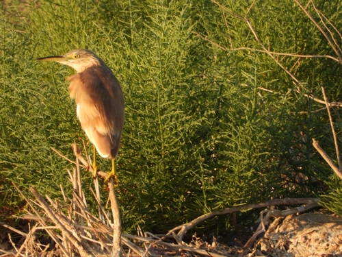 Squacco Heron