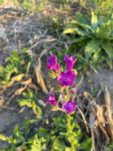 purple viper's-bugloss