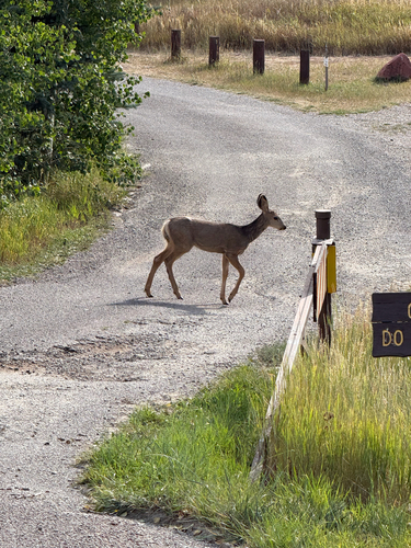 Mule Deer