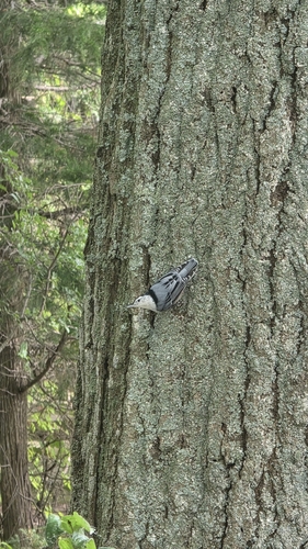 White-breasted Nuthatch