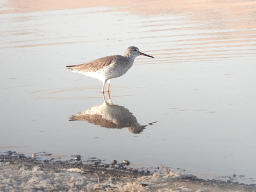 Common Redshank