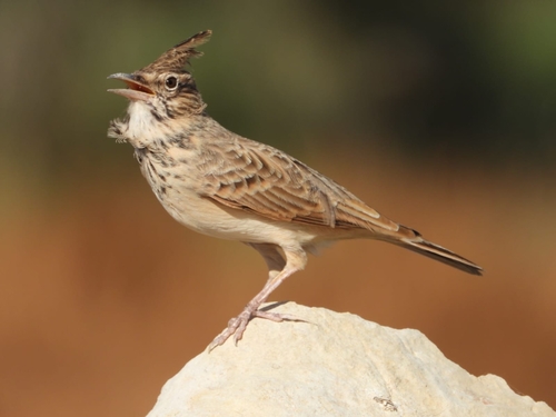 Crested Lark