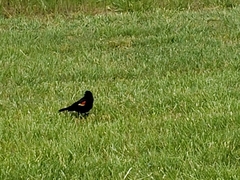 Agelaius phoeniceus