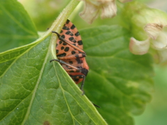 Graphosoma italicum