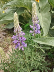 Lupinus sericeus, photograph author not stated, no rights reserved