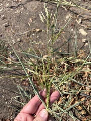 Sorghum halepense