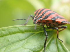 Graphosoma italicum