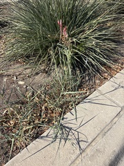 Sorghum halepense, photograph (c) Sam Kieschnick, some rights reserved (CC BY)