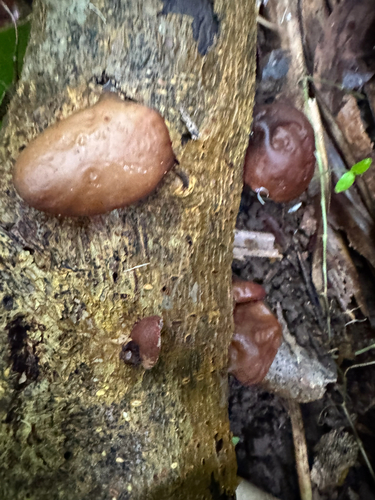 Auricularia, 2026-09-26