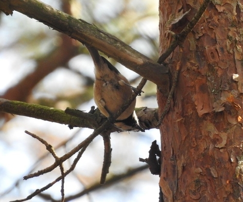 Crested Tit