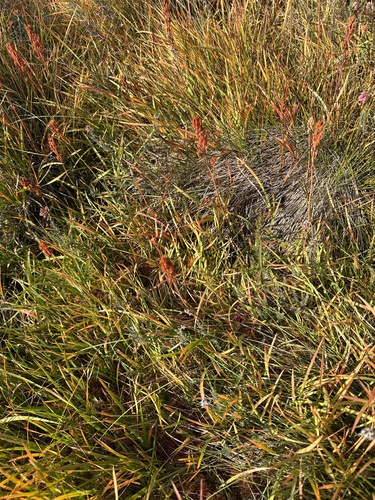 Narthecium ossifragum, photograph 3