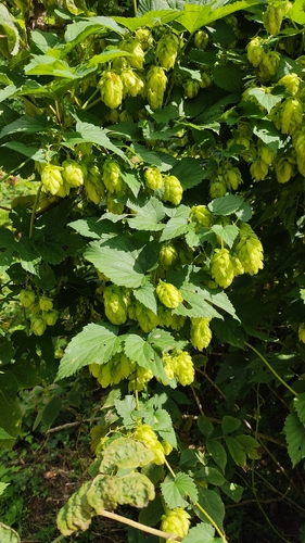 common hops