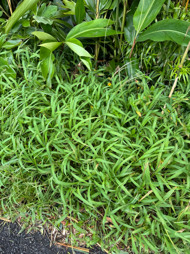 Digitaria setigera observed 2026-09-26