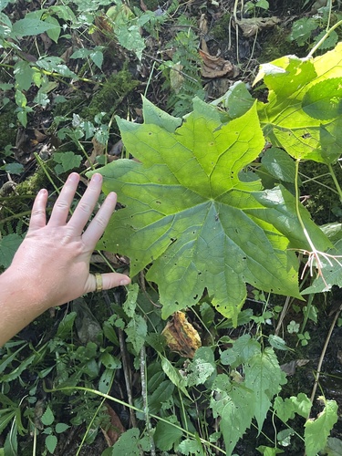 Diphylleia cymosa observed 2026-09-26