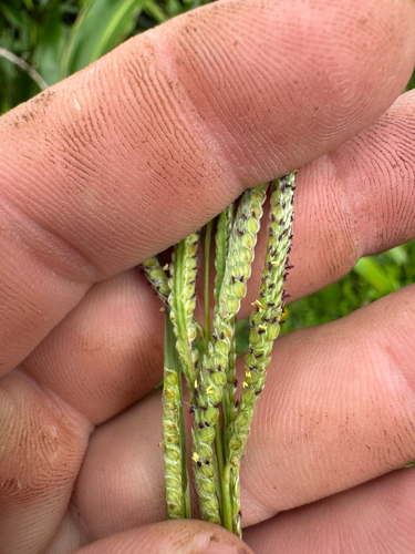 Paspalum urvillei observed 2026-09-26