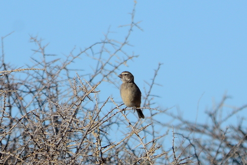iNaturalist image