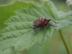 Graphosoma italicum