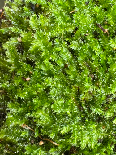 Racopilum cuspidigerum observed 2026-09-26
