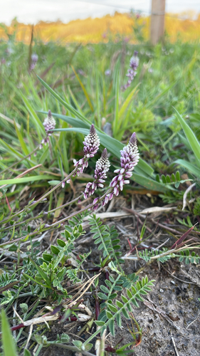Senega linoides