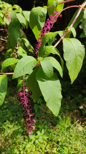 American pokeweed