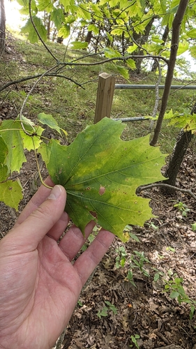 sugar maple