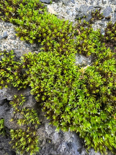 Hyophila involuta observed 2026-09-26