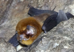 Mormoops blainvillei