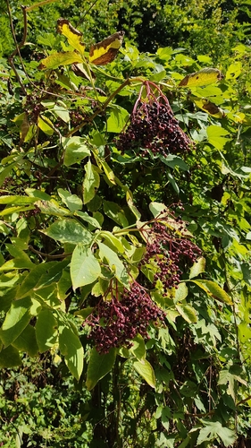 European black elderberry
