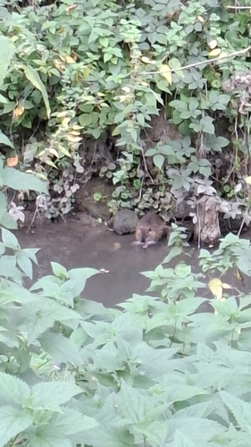 Coypu