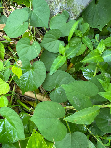 Ipomoea obscura observed 2026-09-26